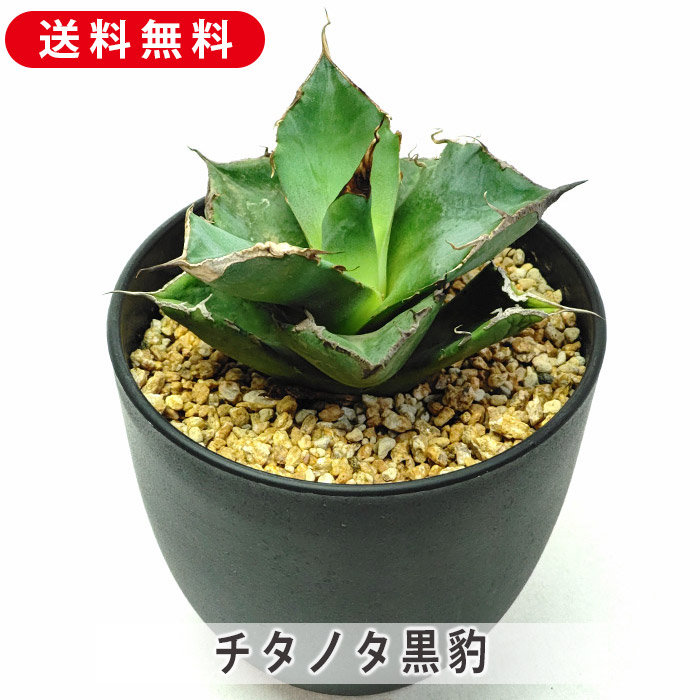 楽天市場】アガベ チタノタ 黒豹 くろひょう Agave titanota Black