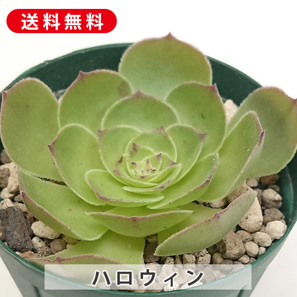 楽天市場】多肉植物 ハロウィン アエオニウム属 カット小苗 多肉植物