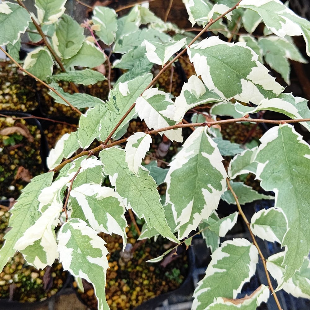 楽天市場】ケヤキ 【七変化】 3.5号ポット苗 接木 【ハナヒロバリュー