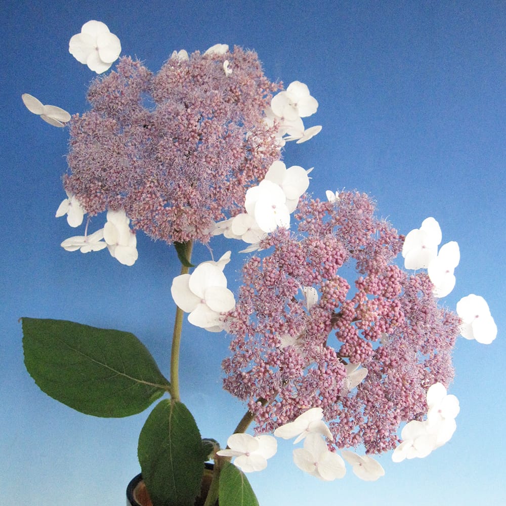 楽天市場】紫陽花 アジサイ アスペラ 【紅旗】 3.5号ポット苗 【ハナ