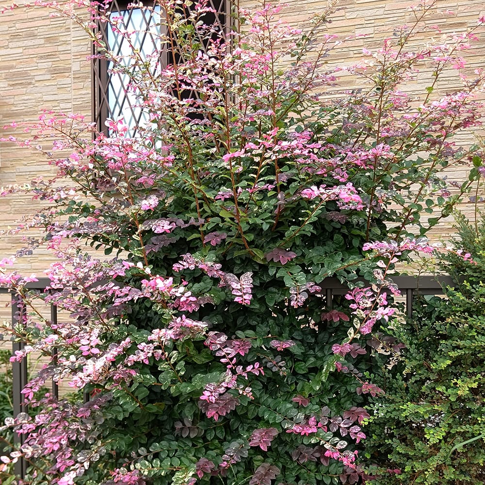 楽天市場】トキワマンサク 【七彩】 5号ポット苗 【ハナヒロバリュー