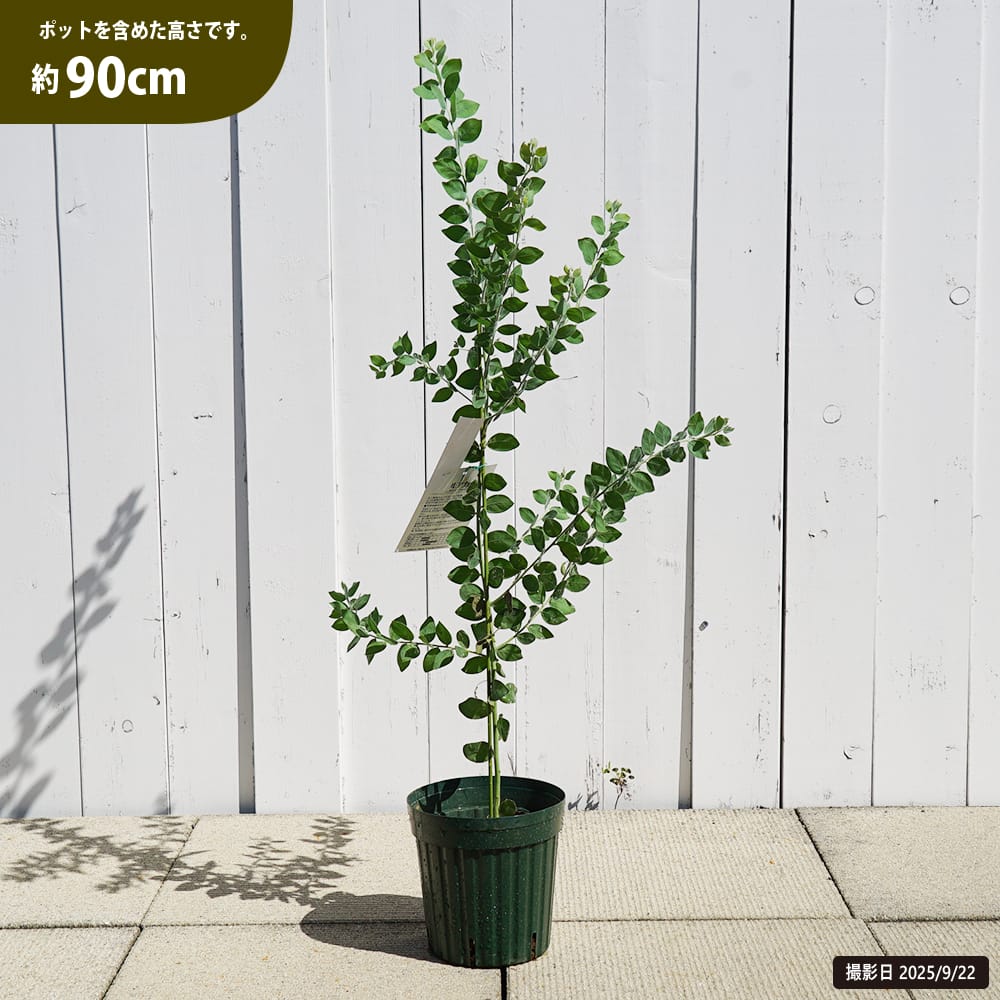 楽天市場】アカシアの木 【パールアカシア】 5号（または6号）鉢植え