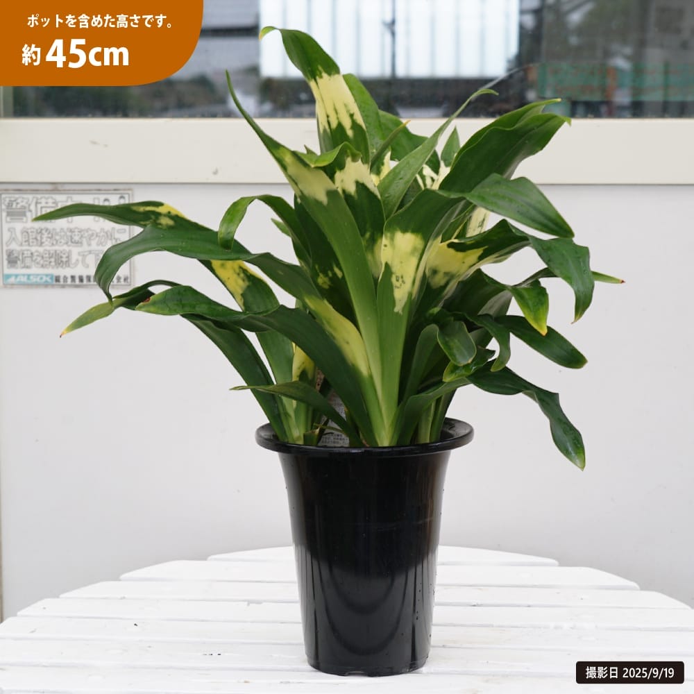 楽天市場】斑入り万年青（オモト） 【宝船】 （宗石） 5.5号鉢植え