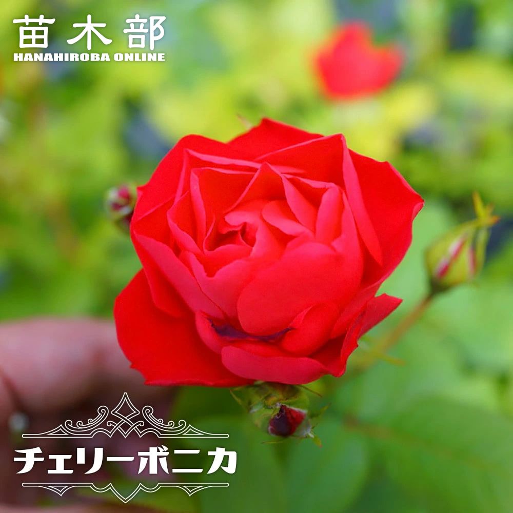 楽天市場】四季咲きバラ苗 【チェリーボニカ】 2年生大苗 : 苗木部