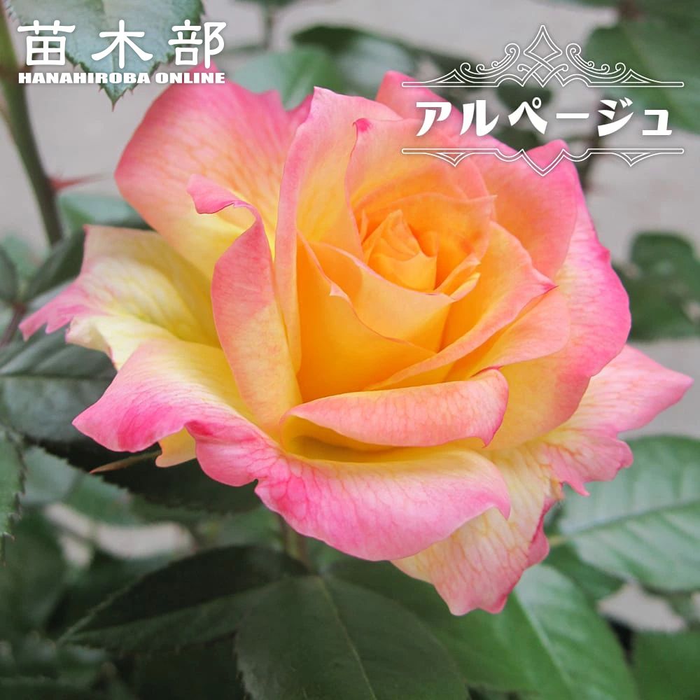 楽天市場】四季咲きバラ 【アルページュ】 2年生接木苗 : 苗木部 by