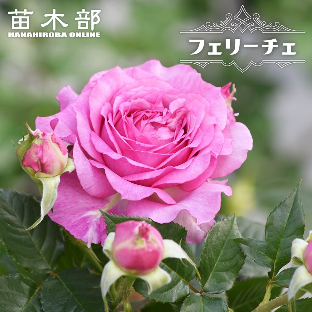 楽天市場】四季咲きバラ 【フェリーチェ】 2年生接木苗 : 苗木部 by