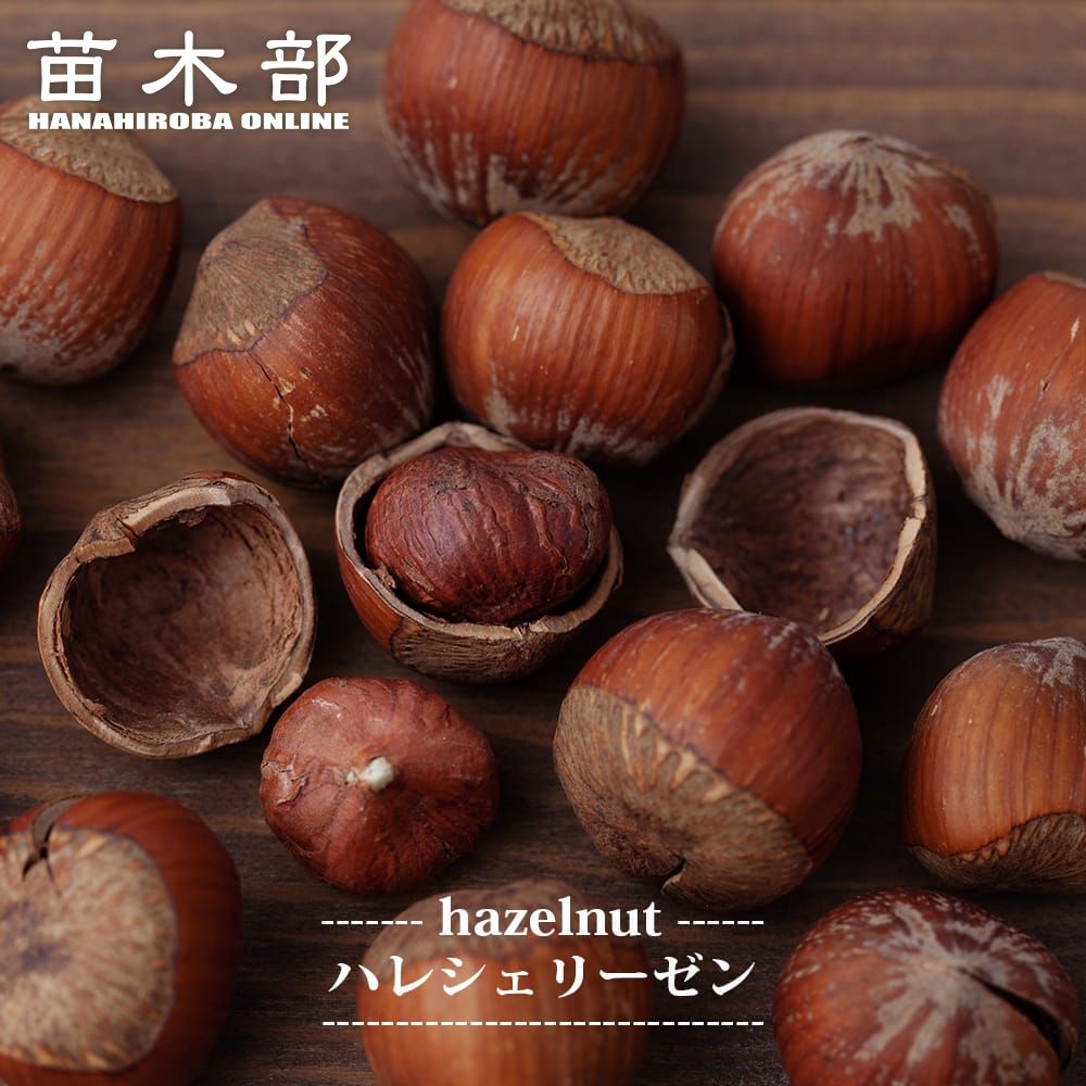 楽天市場】【ハレシェリーゼン】 ヘーゼルナッツ 3年生 挿し木大苗