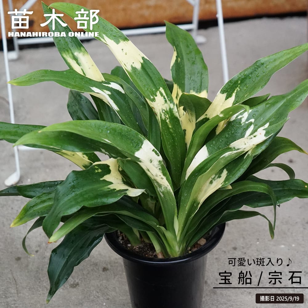 楽天市場】斑入り万年青（オモト） 【宝船】 （宗石） 5.5号鉢植え