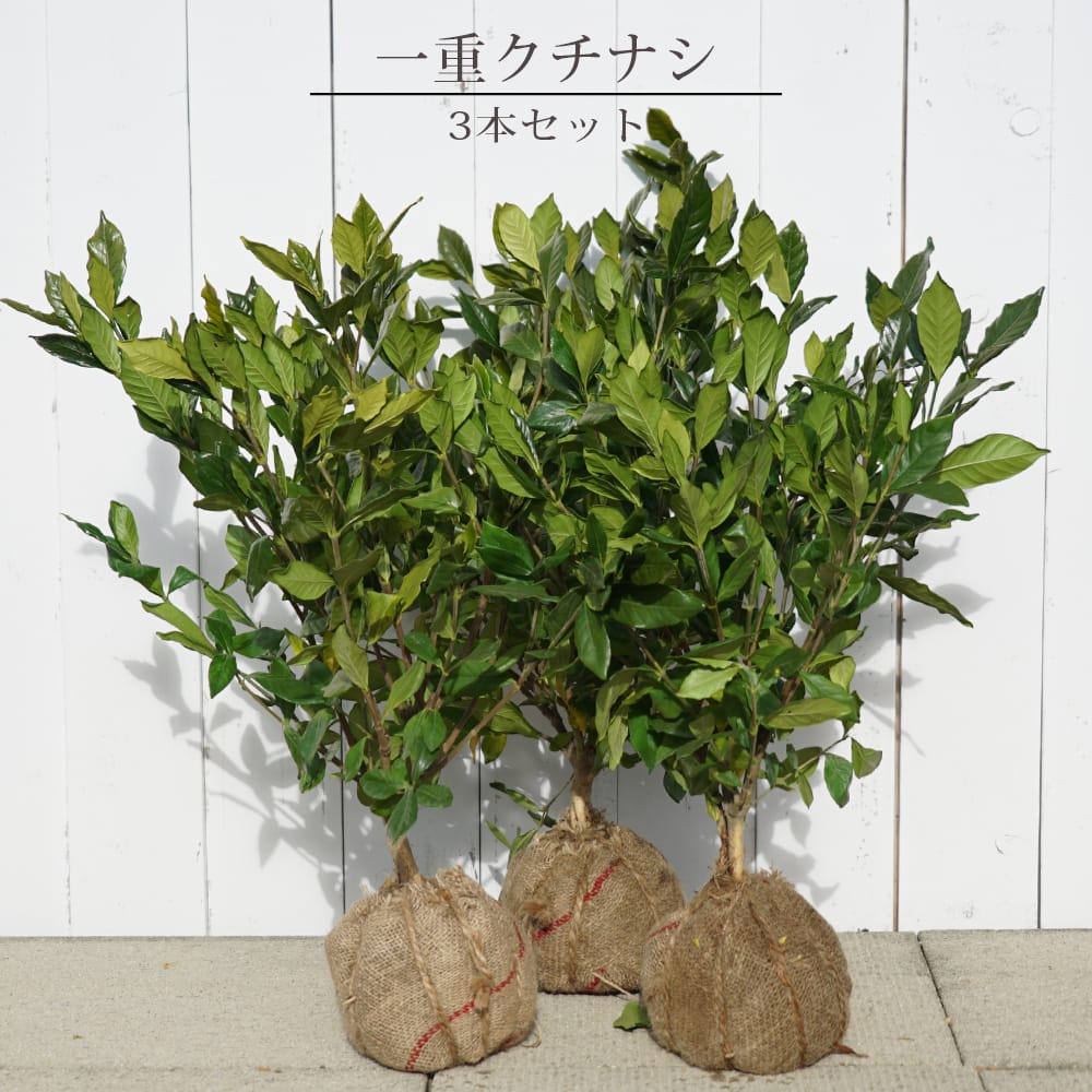 楽天市場】実なりクチナシ 一重咲き 根巻き（またはポット）苗 1本 or
