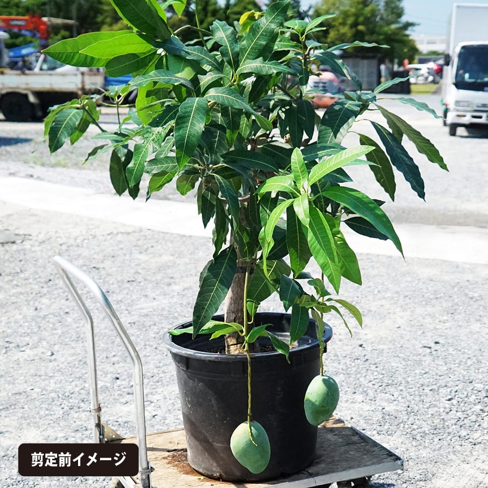 楽天市場】マンゴーの木 【キーツ】 極太超特大苗 【大型宅配便