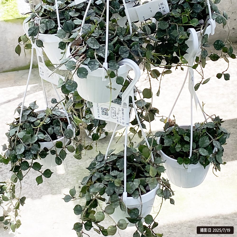 楽天市場】ホヤ 【カーティシー】 3号 吊り鉢植え : 苗木部 by 花
