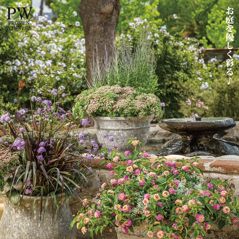 楽天市場】セダム モコランド 【サクラアフロ】 4号ポット苗（PW