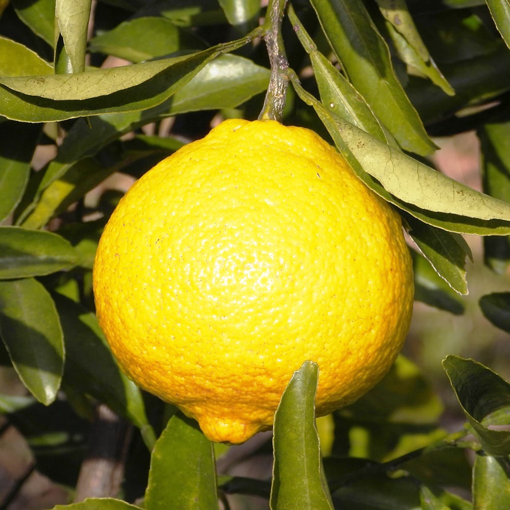 楽天市場】みかん 苗木 【はるか】 3年生接木大苗 【産地で剪定済 1.0m