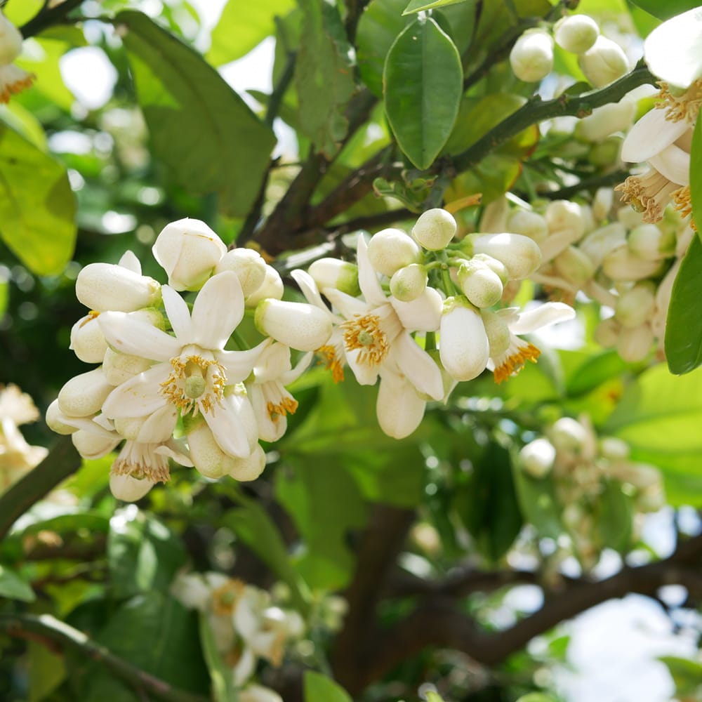 楽天市場】【晩白柚】 苗 ザボン 3年生接木大苗 【産地で剪定済 1.0m苗