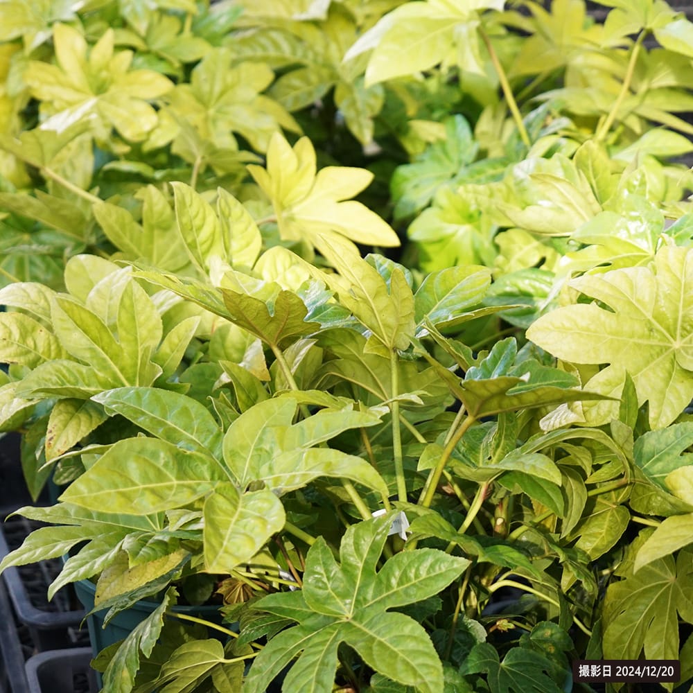 楽天市場】ヤツデ 8号スリット鉢植え : 苗木部 by 花ひろばオンライン