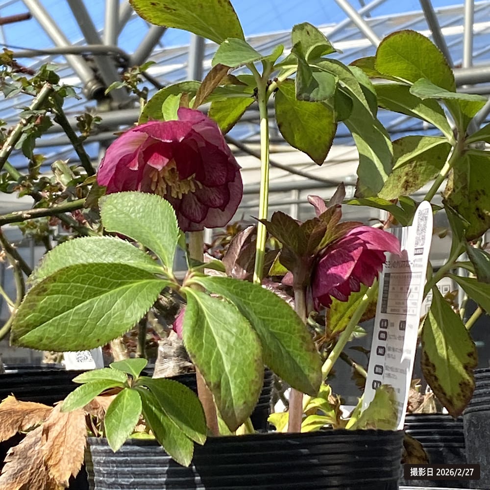 楽天市場】【エレガンスルージュクリスタル】 八重咲きクリスマス