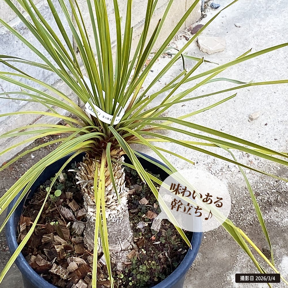 楽天市場】数量限定 【ロストラータ ハイブリッド】ユッカ 耐寒性南