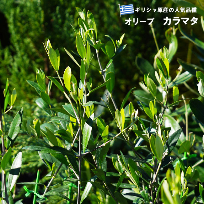 楽天市場】【カラマタ】 オリーブの木 3年生7号ポット大苗 : 苗木部