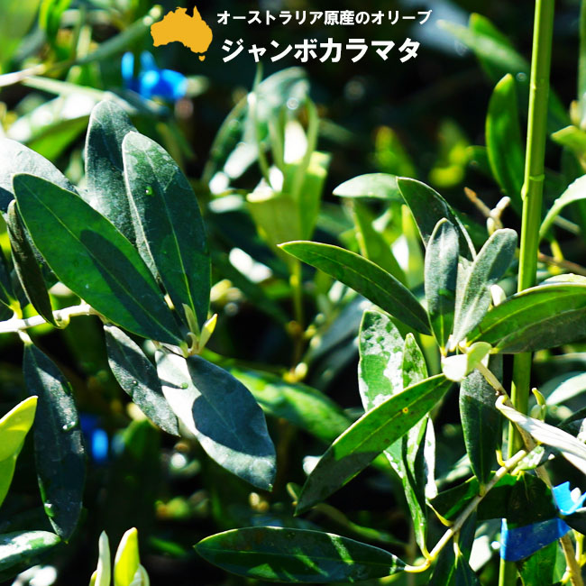 olive-j-karamata01.jpg