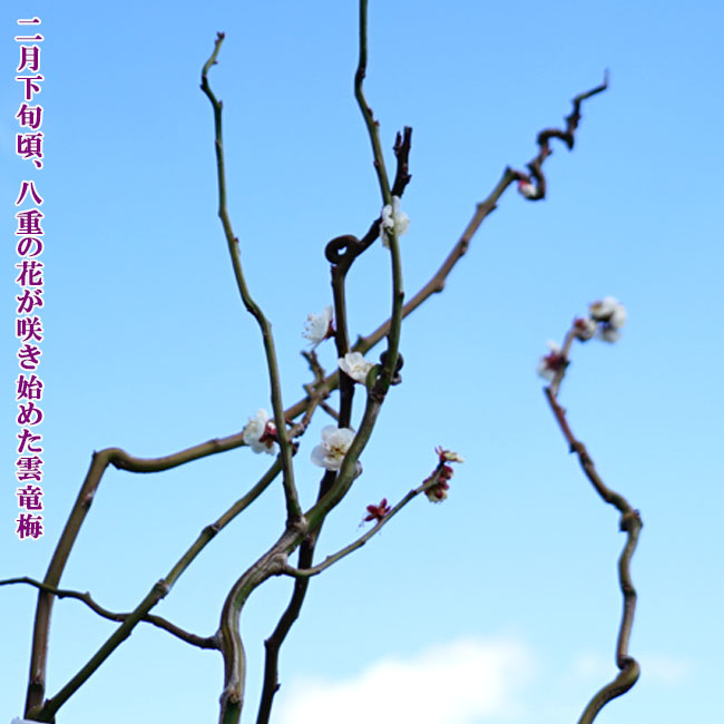 楽天市場】雲竜梅 (ウンリュウバイ) 根巻き大苗 大型宅配便・大梱包