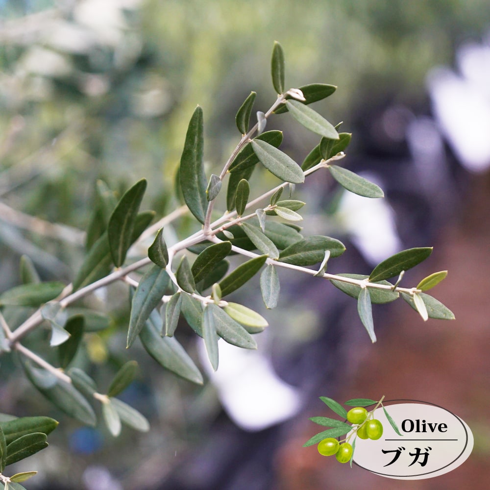 楽天市場】【ブガ】 オリーブの木 2年生接木苗 : 苗木部 by 花ひろば