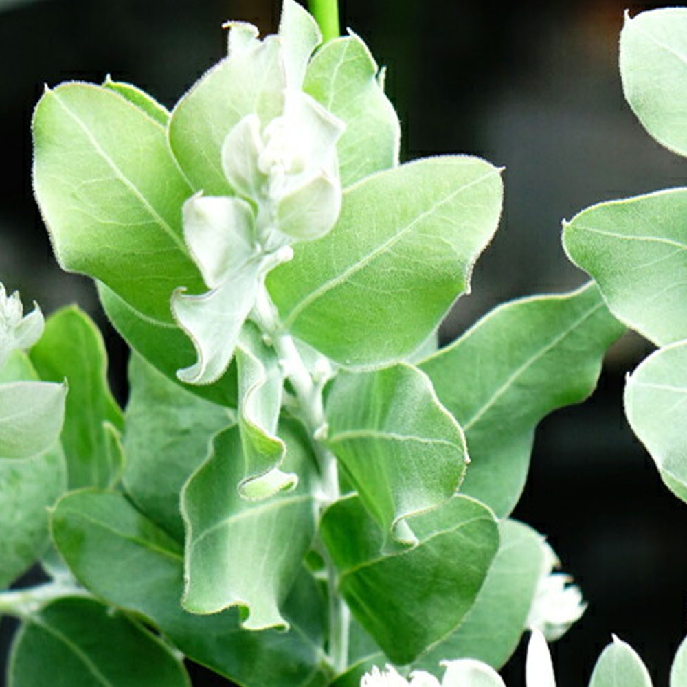 楽天市場】アカシアの木 【パールアカシア】 5号（または6号）鉢植え