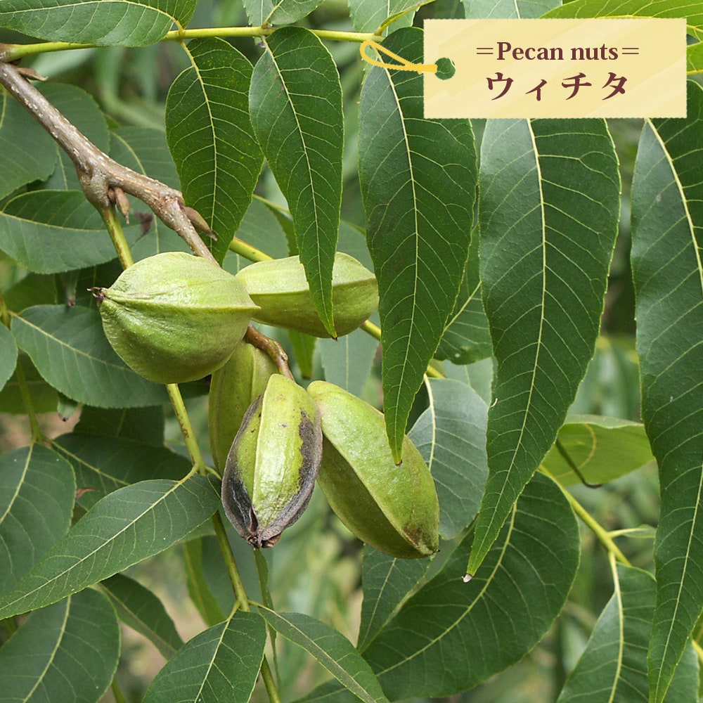 楽天市場】ペカンナッツ 【ウィチタ】 1年生接木 6号ポット苗 : 苗木部