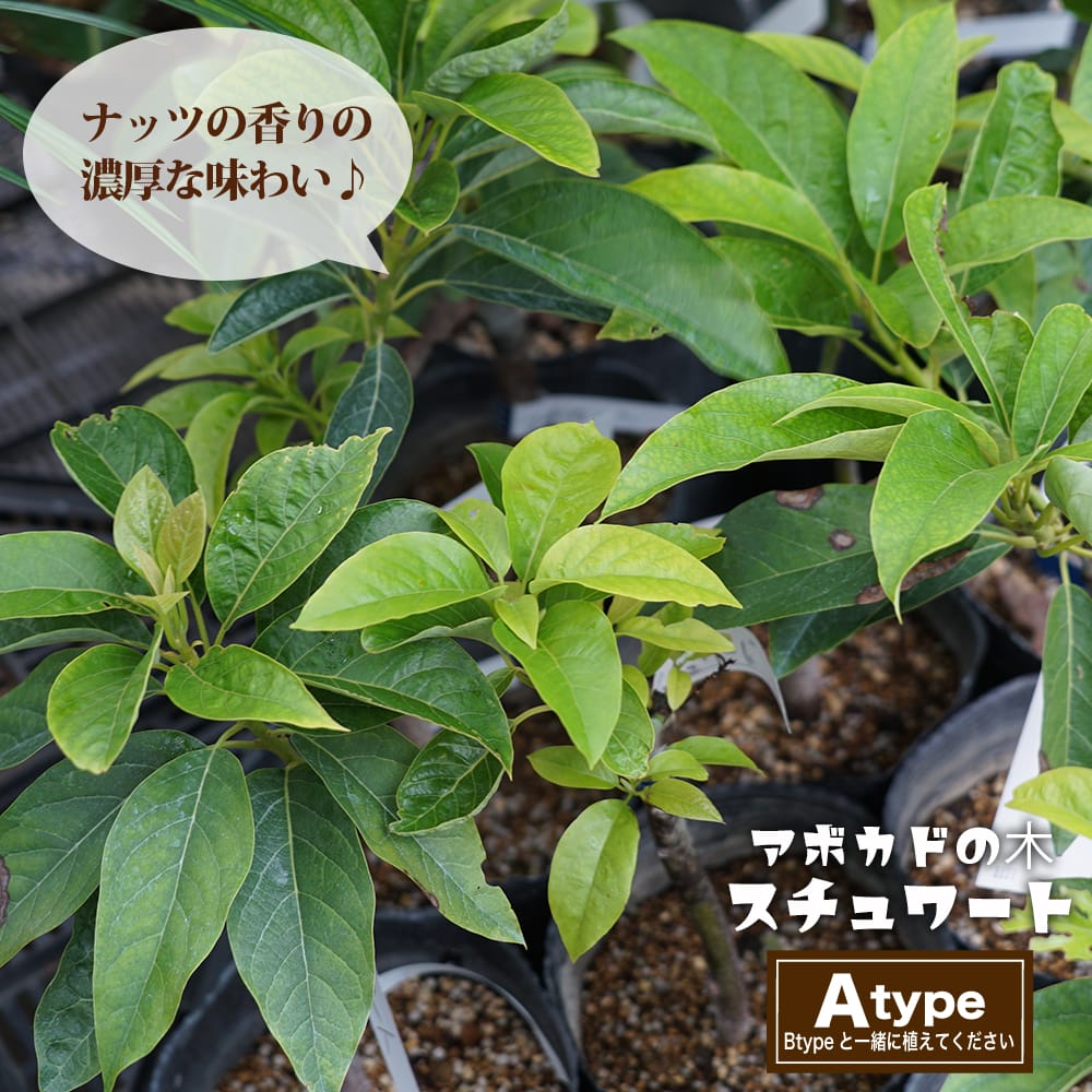 楽天市場】【スチュワート種】 アボカド Aタイプ 1年生 接木 苗木