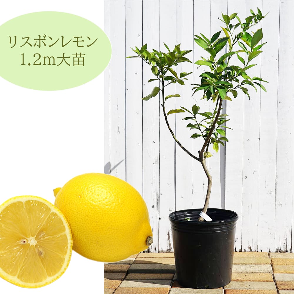楽天市場】寒さに強いレモンの木 【リスボンレモン】 4年生接木ポット