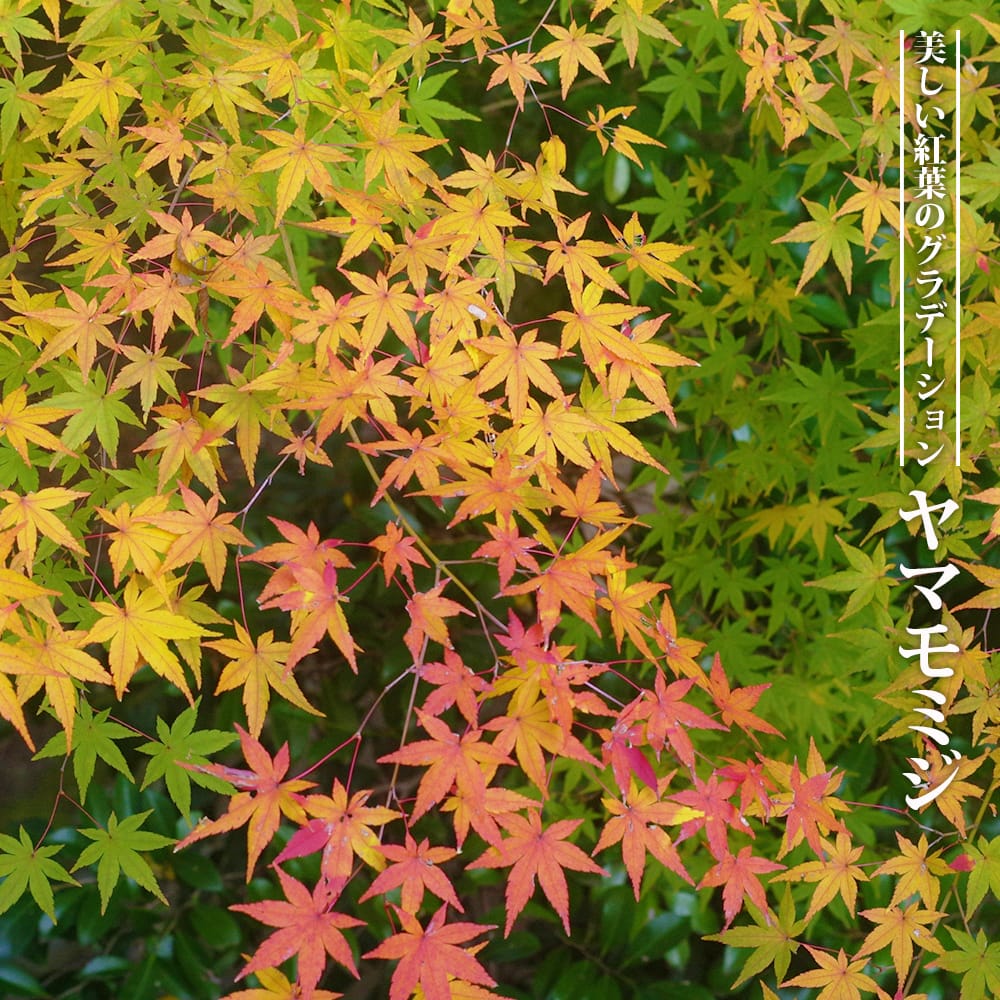 楽天市場】モミジ 山モミジ （ ヤマモミジ ） 【里の木シリーズ】 庭木