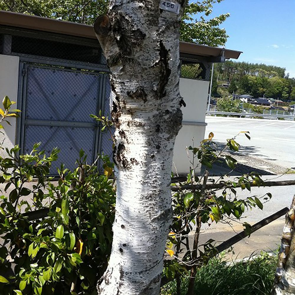 楽天市場】白樺 シラカバ 1年生 ポット苗 : 苗木部 by 花ひろば