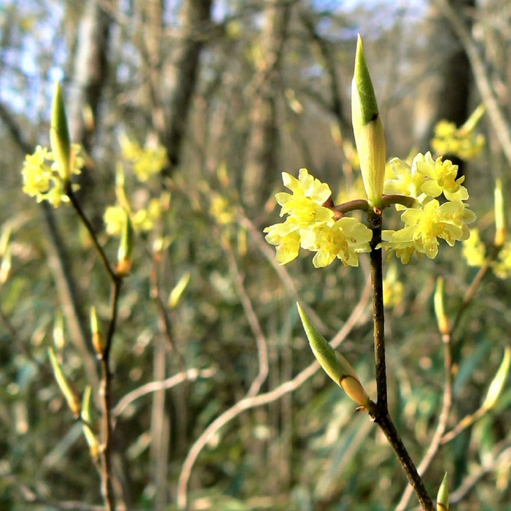 楽天市場】クロモジ （黒文字） 根巻き苗 : 苗木部 by 花ひろば