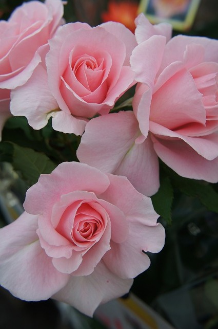 楽天市場】四季咲きバラ苗 【ブライダルピンク】 1年生新苗 : 苗木部