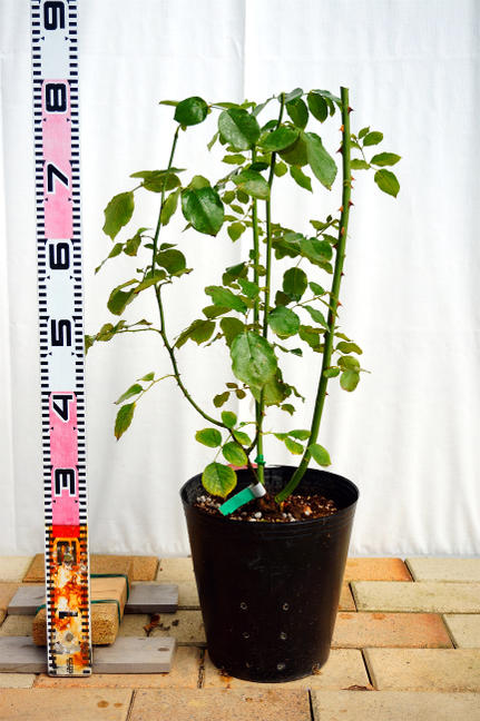 楽天市場】四季咲き半つるバラ 【レイニーブルー】 3年生大苗 7号