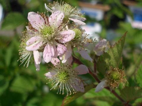 楽天市場】【ボイセンベリー】 5号ポット苗 : 苗木部 by 花ひろば