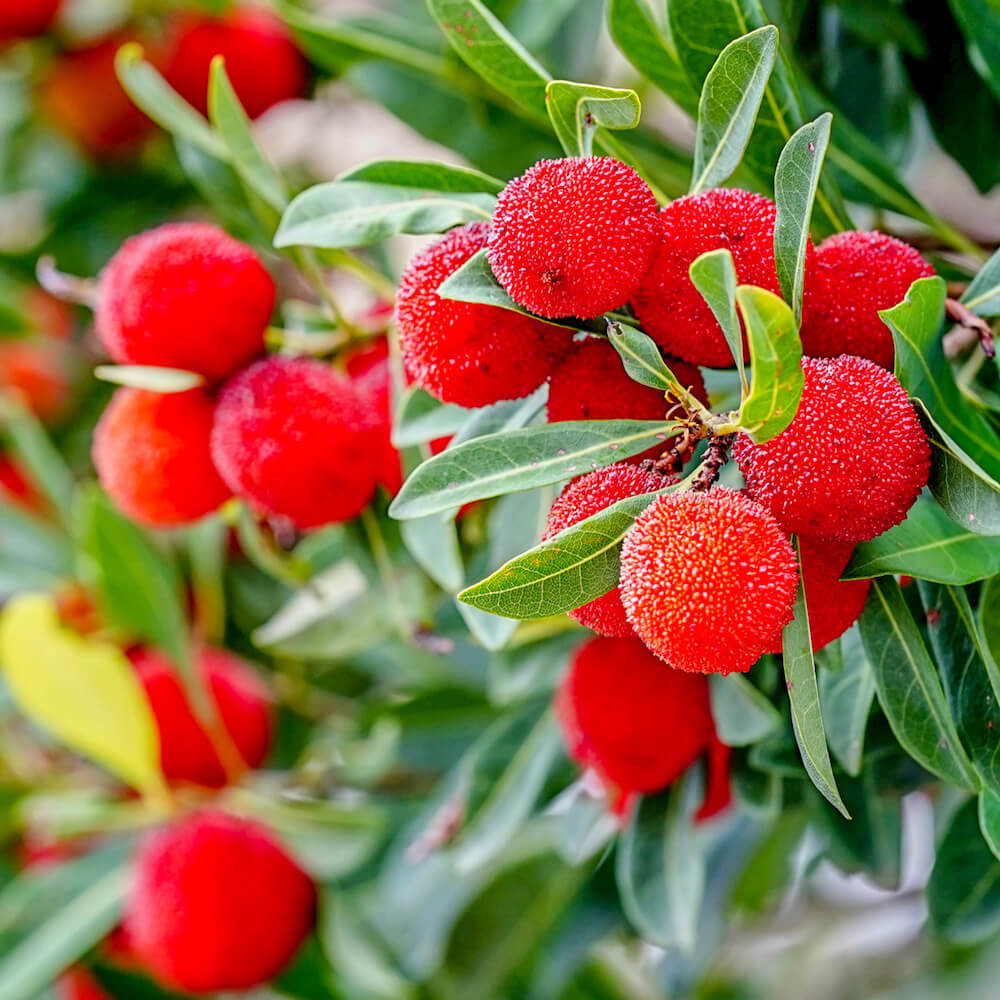楽天市場】ヤマモモ 【東魁 （メス）】 3年生 接木 8号ポット苗 : 苗木