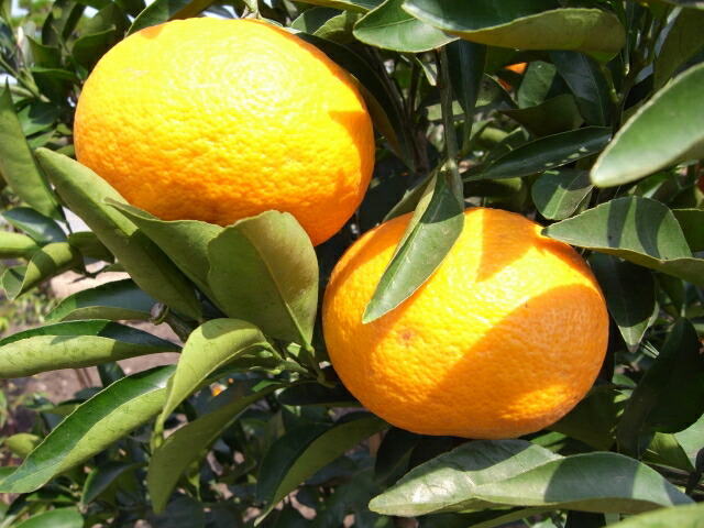 楽天市場】【甘夏】 1年生接木苗 なつみかん : 苗木部 by 花ひろば