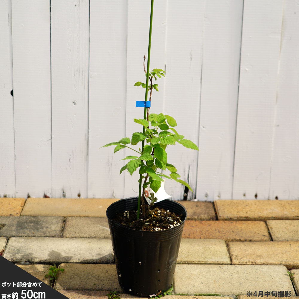 楽天市場】トゲなし ブラックベリー 【トリプルクラウン】 4号ポット苗