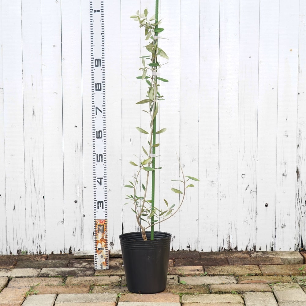 楽天市場】【ハーディーズマンモス】 オリーブの木 3年生接木大苗 7号