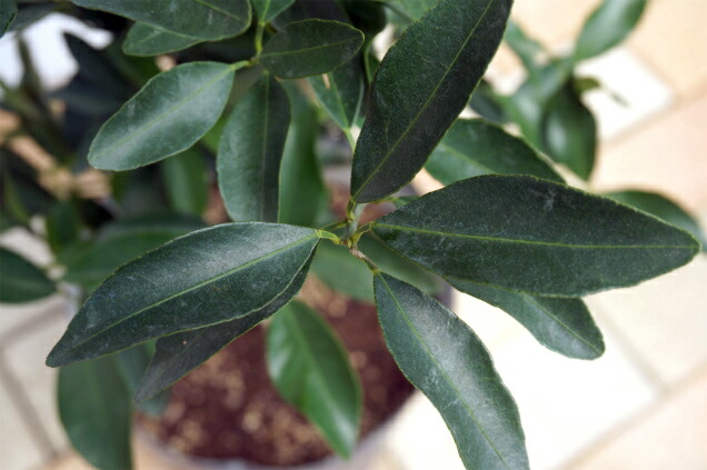 楽天市場】ポンカン 苗 【太田ポンカン】 3年生接木大苗 【産地で剪定