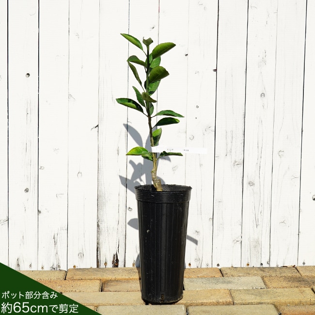 楽天市場】グレープフルーツ苗木【マーシュ】 1年生接木苗 : 苗木部