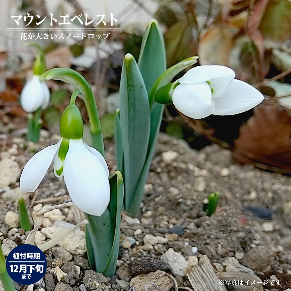 楽天市場】【マウントエベレスト】 スノードロップ 球根 （3球入