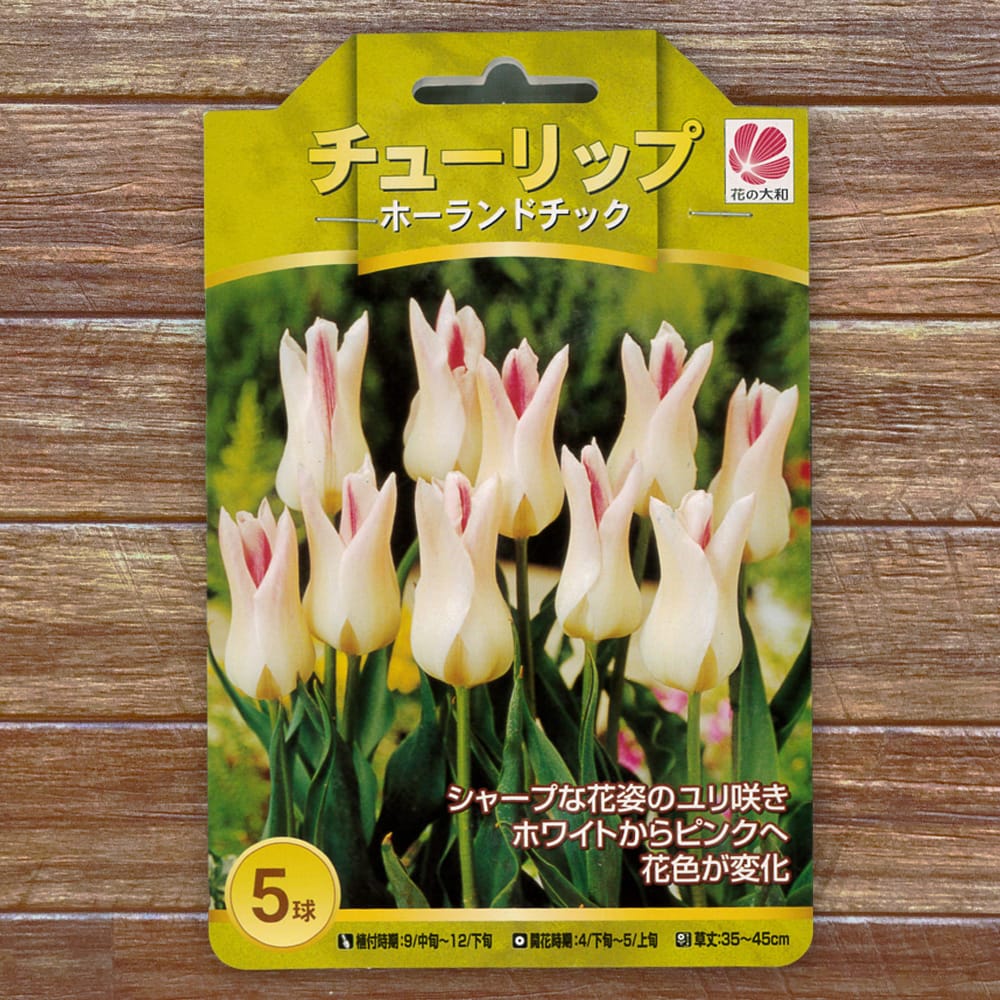 球根】ホーランドシック 5球 チューリップ ユリ咲き ホワイト ピンク