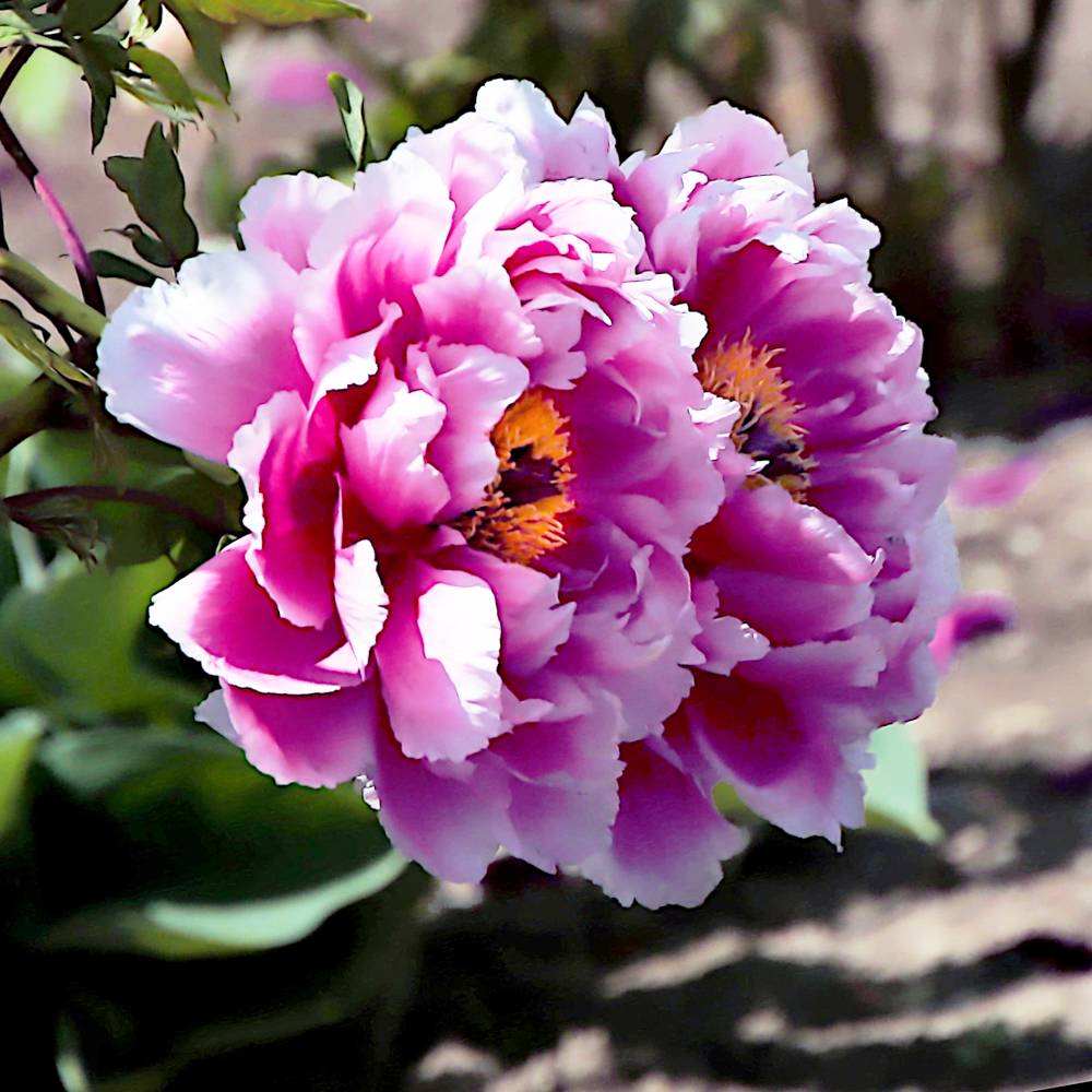 楽天市場】【笑獅子（わらいじし）】 （ピンク色） 牡丹 2年生 6号