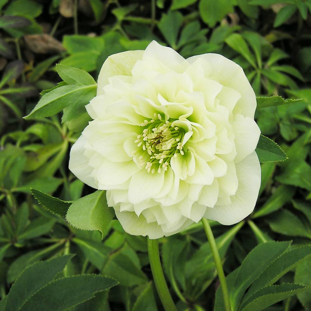 楽天市場】楽天スーパーセール対象商品 【ホワイトプリマドレス