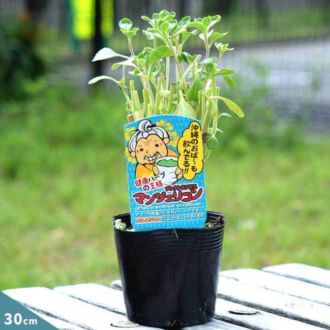 楽天市場】健康ハーブの王様 沖縄マンジェリコン （ポルトジンユ） 3号