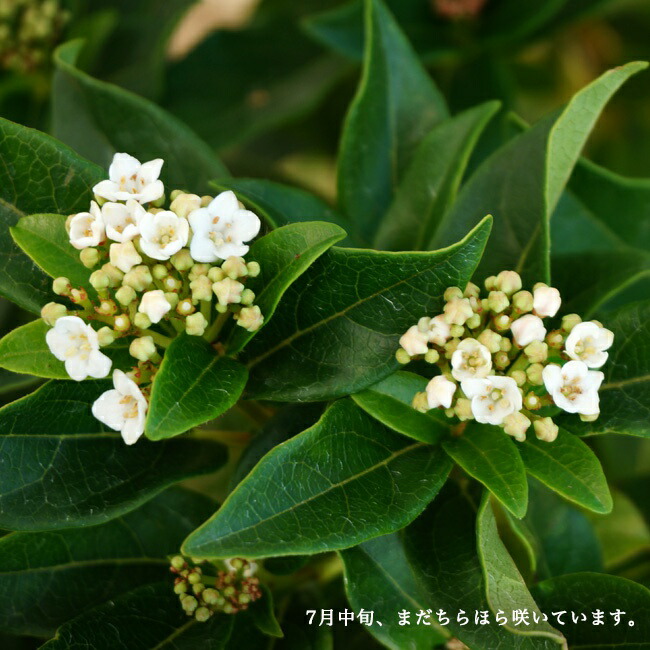 楽天市場】ビバーナム 【ティヌス】 5号ポット苗 : 苗木部 by 花