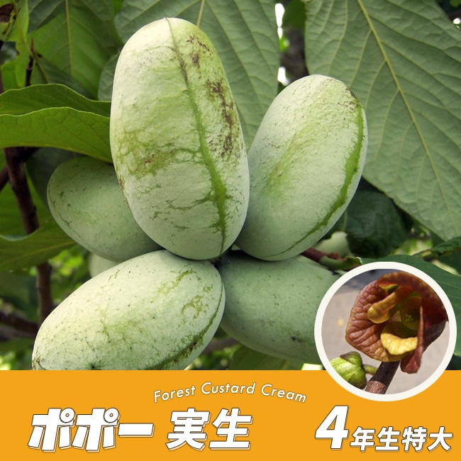 楽天市場】ポポー 苗木 【実生雑種】 4年生実生大苗 【大型宅配便