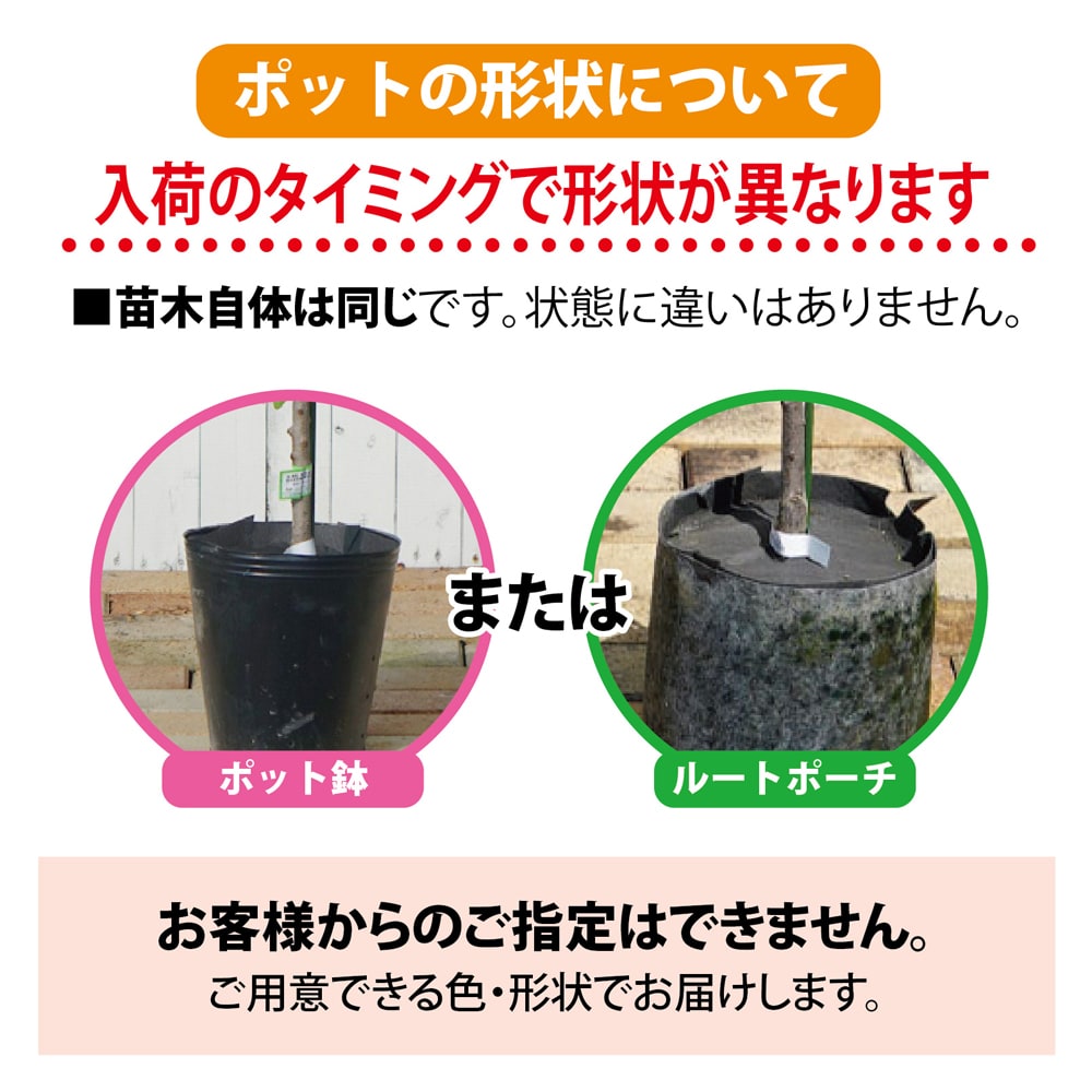 楽天市場】みかん 苗木 【麗紅】 オレンジ 3年生接木大苗 【産地で剪定