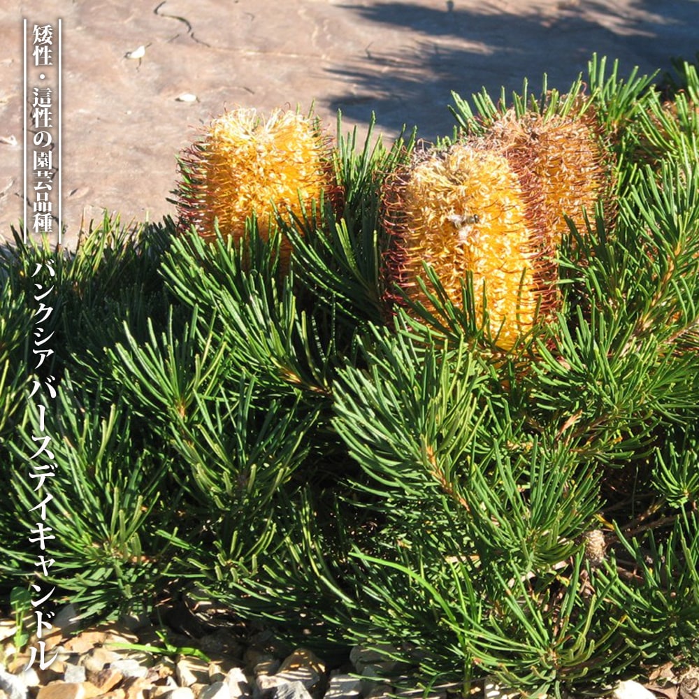 楽天市場】バンクシア・バースデイ キャンドル 5号ポット苗 : 苗木部